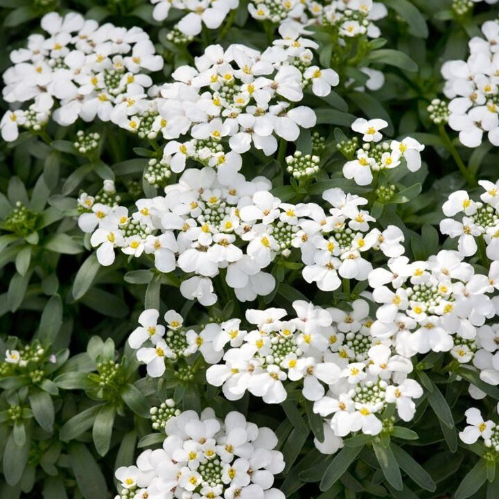 Plant de corbeille d'argent - Iberis sempervirens