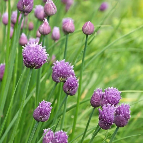 Plant de ciboulette - Allium schoenoprasum