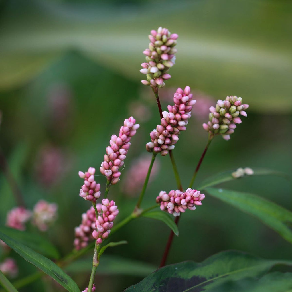 Plant de Persicaire - Persicaria filiformis