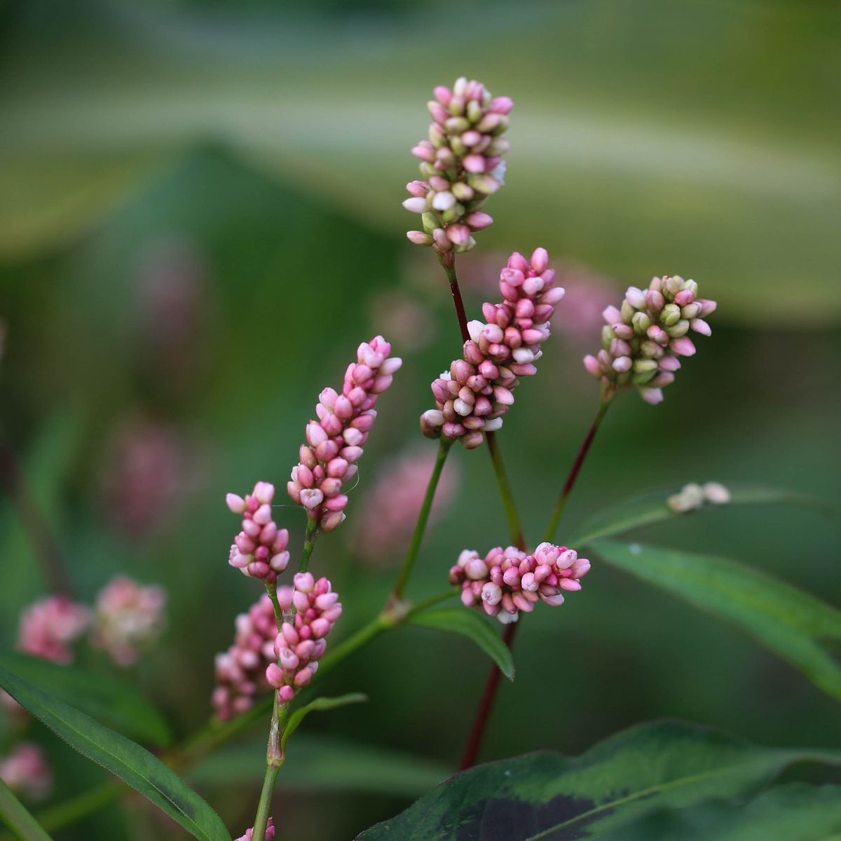 Plant de Persicaire - Persicaria filiformis