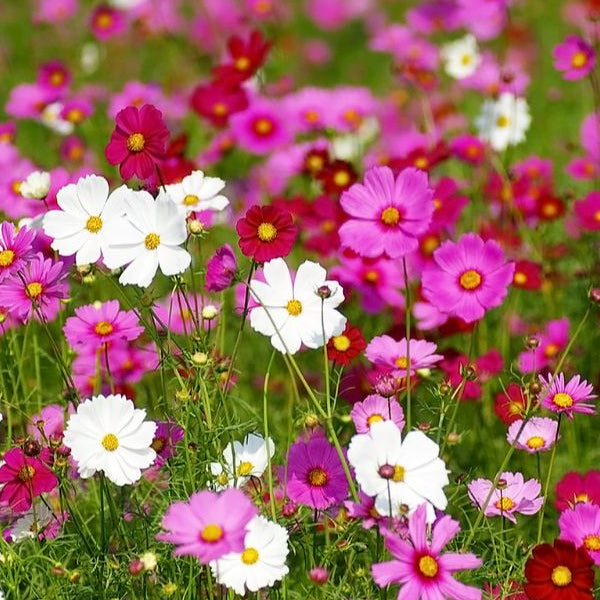 Plant de cosmos bipinnatus SP - Cosmos bipinnatus SP