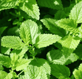 Plant de menthe marocaine - Mentha spicata 'nanah'