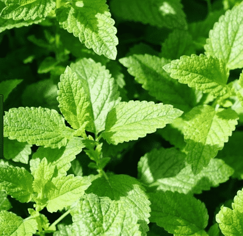 Plant de menthe marocaine - Mentha spicata 'nanah'