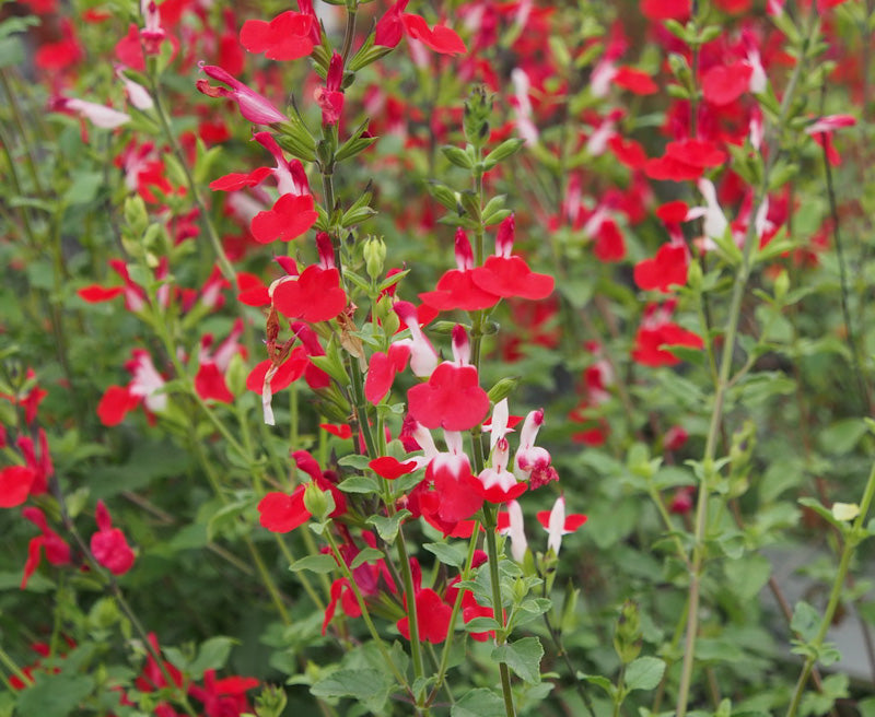 Plant de sauge colorée - Salvia microphylla