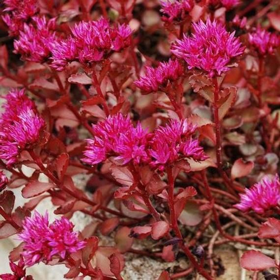 Plant de sedum Voodoo - SEDUM spurium voodoo